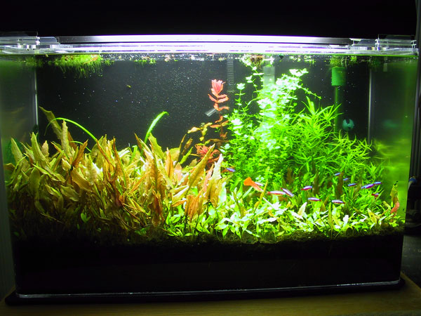 Front shot of tank. Trimmed Rotala and Stargrass and planted cuttings
