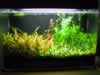 Front shot of tank. Trimmed Rotala and Stargrass and planted cuttings (90,397 bytes)