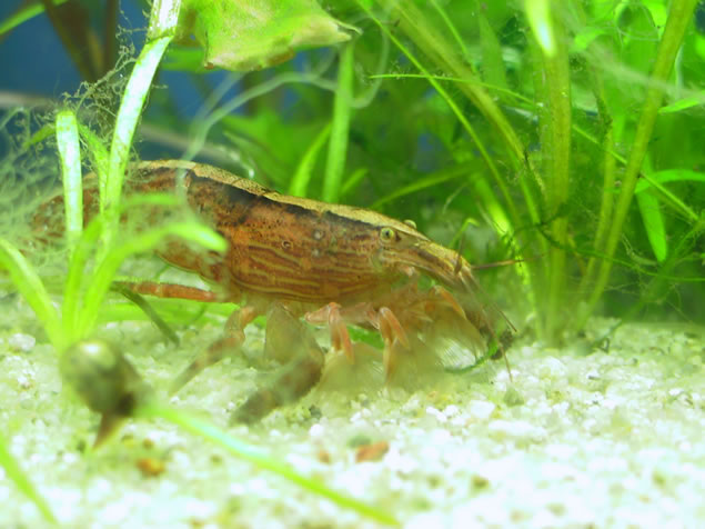 Singapore filter shrimp